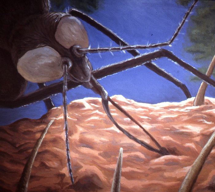 Painting of a giant mosquito feeding on skin