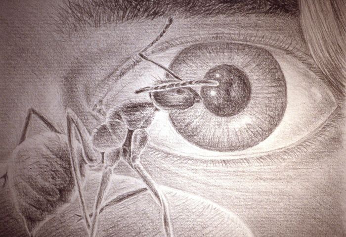 Pencil drawing of an ant drinking from the surface of a human eye